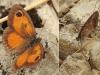 Pyronia cecilia